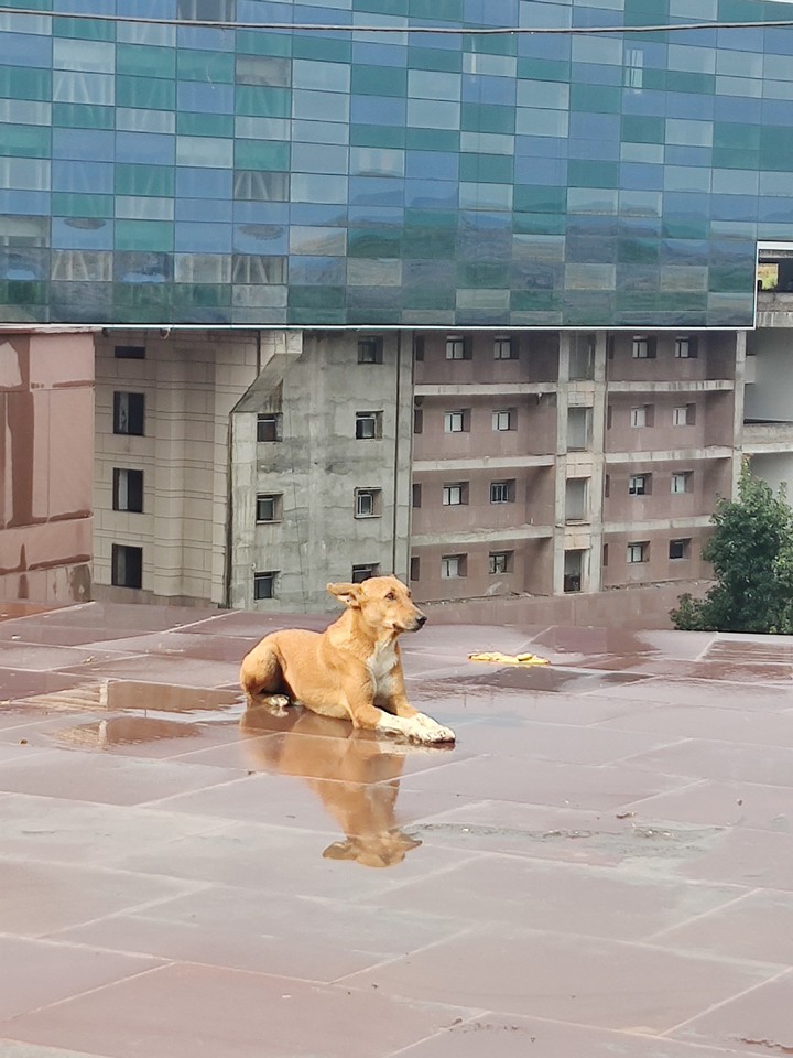 chilling after the rain