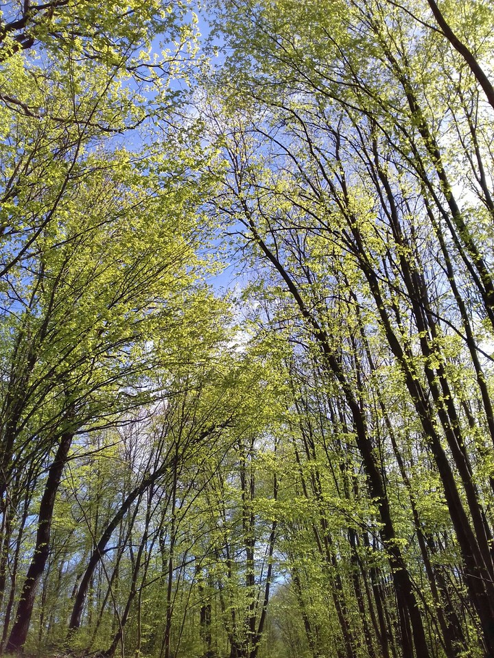 зелёное небо