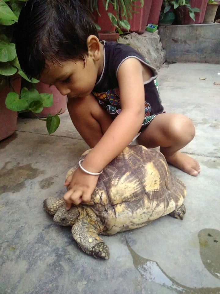 turtle love