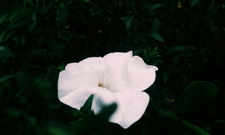 Lonely flower