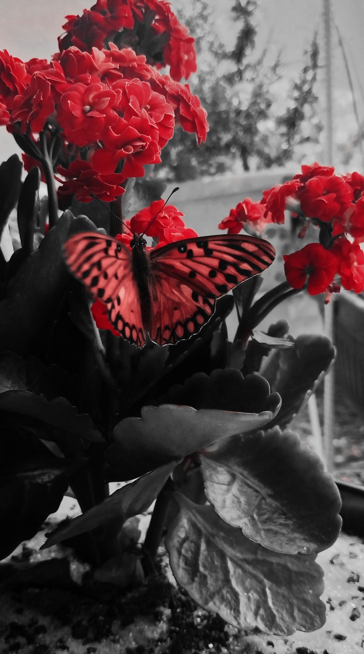 borboleta