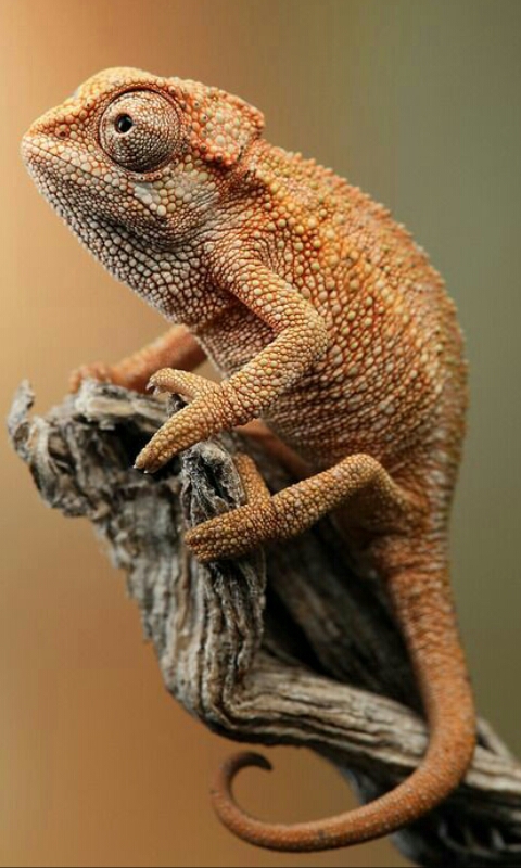chameleon ?