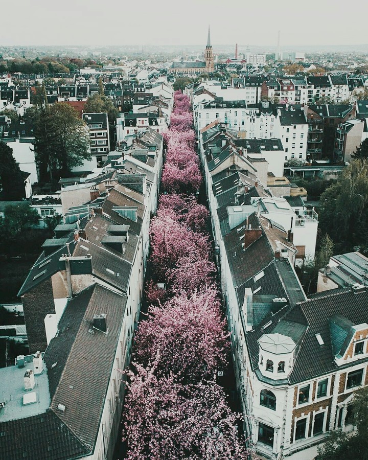 Cherry Blossom Tree