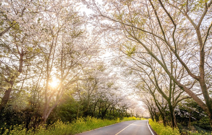full-blown cherry blossoms in jejuisland