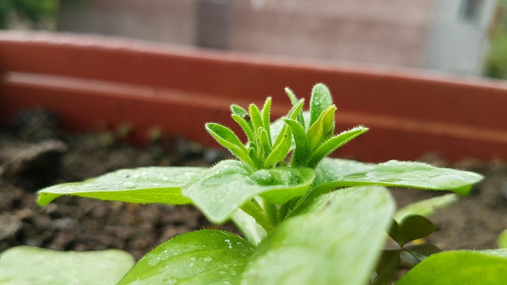 Leaves