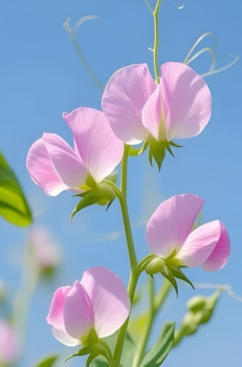 ταπετσαρίες petal, lathyrus