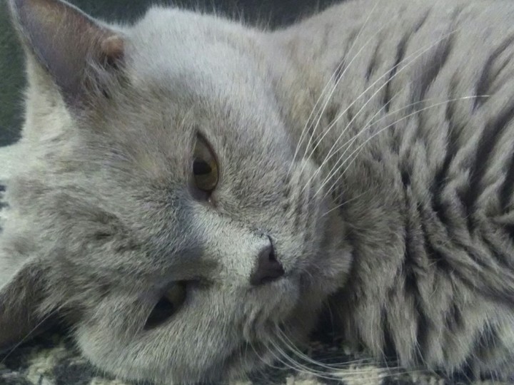 Британская кошка