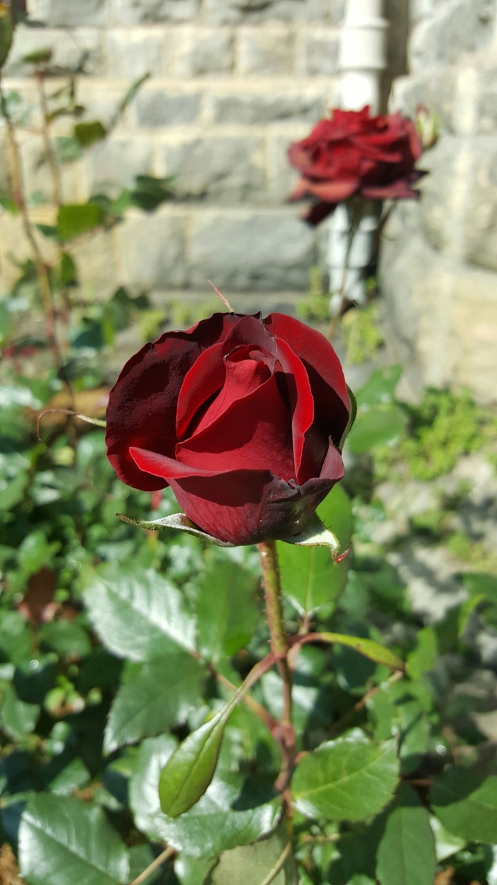 black rose