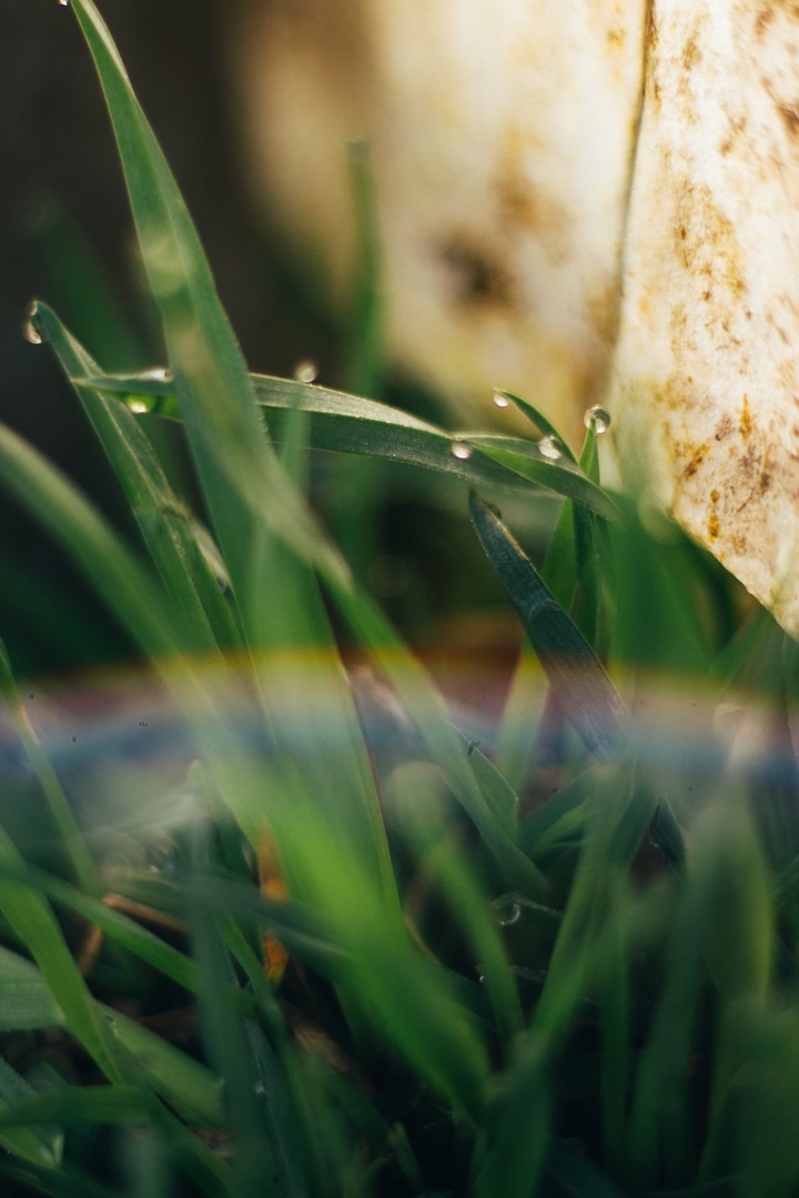 Dew Drop on Grass