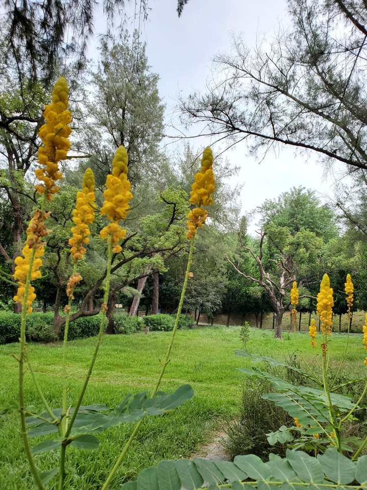 Yellow flower