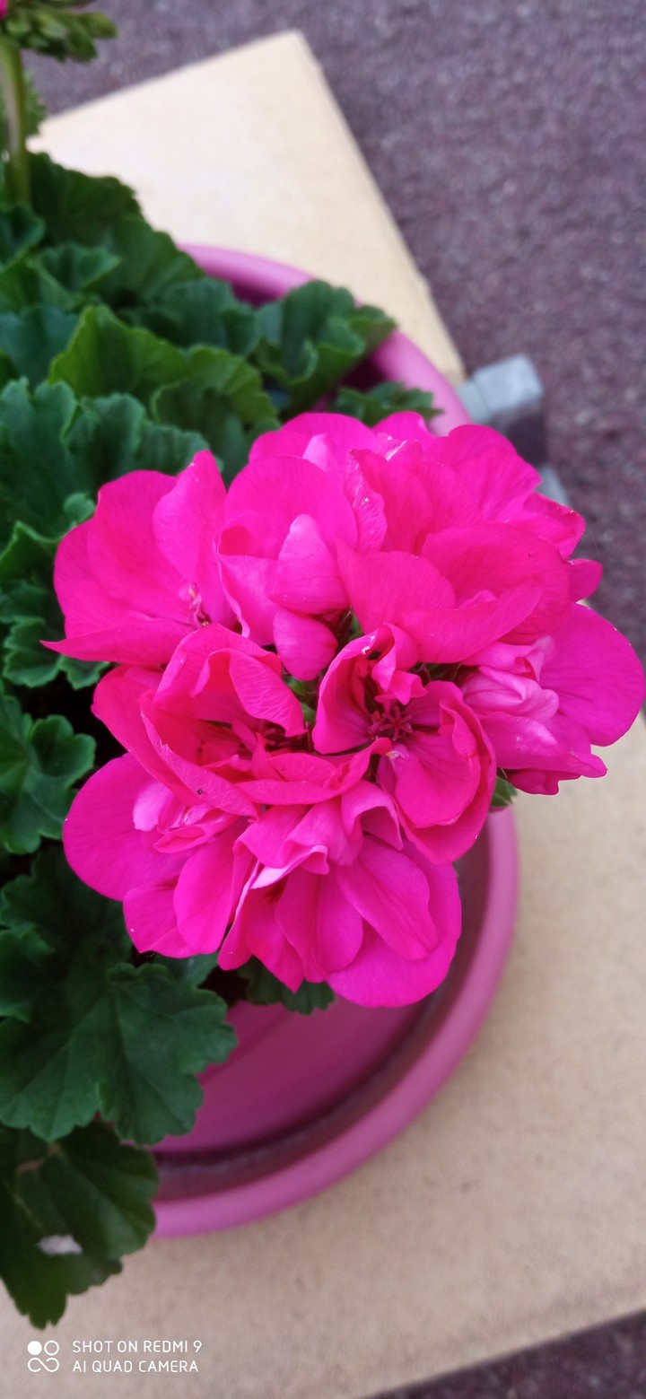 fleure