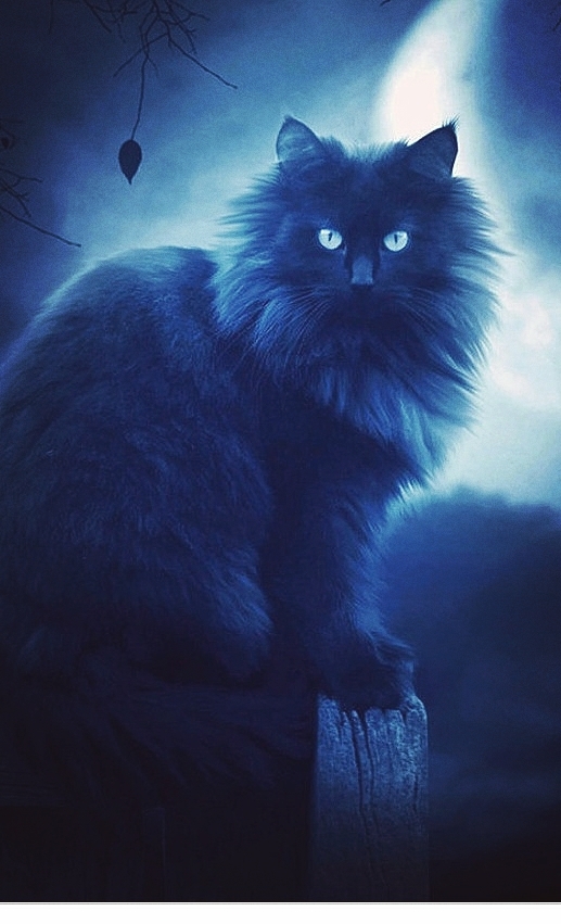 Blue cat