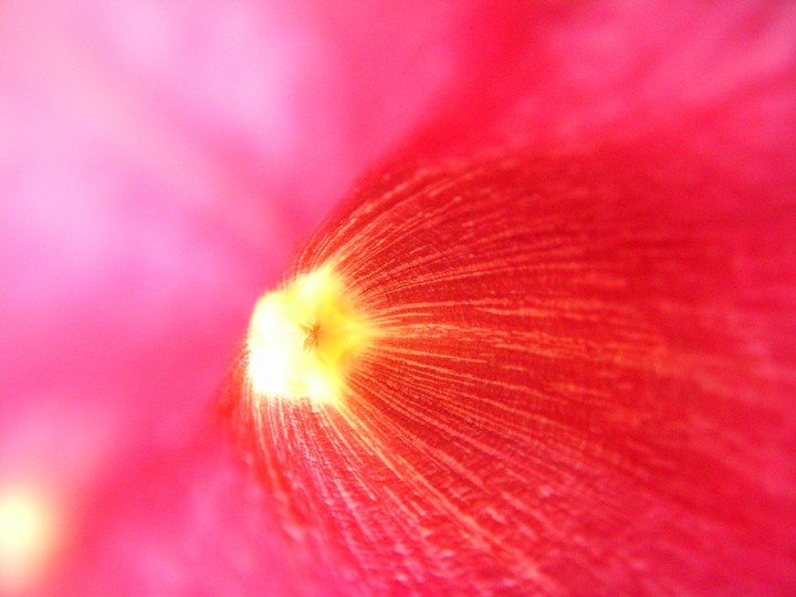 Inside the flower
