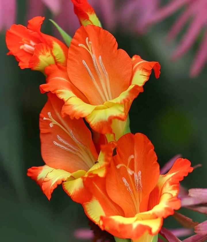 gladiolus
