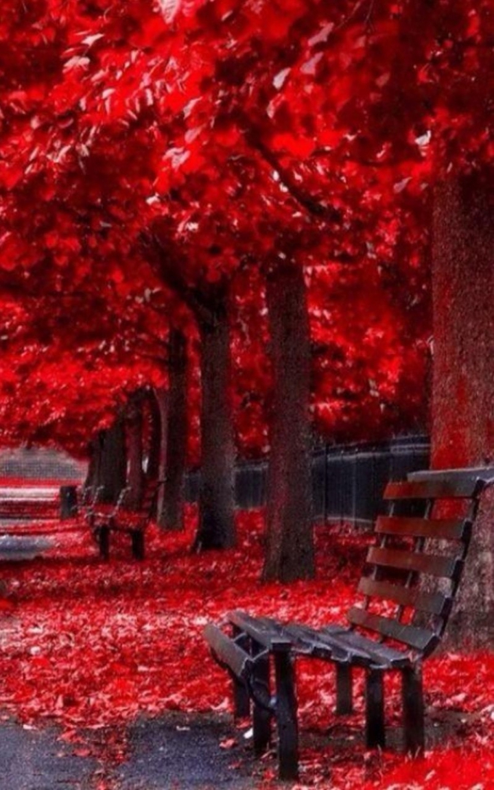 Red Falling Leaves