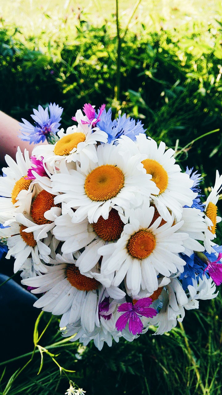 summer flowers