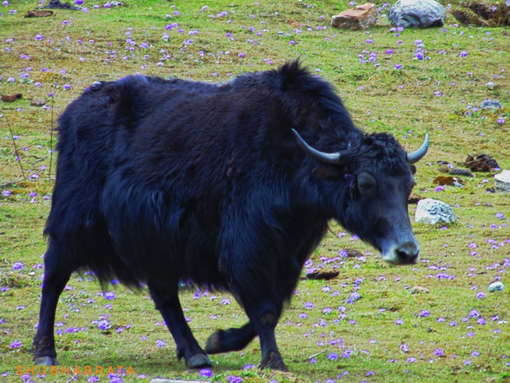 Yak of Yantham Valley