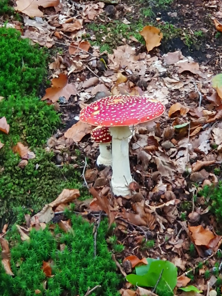 mushroom