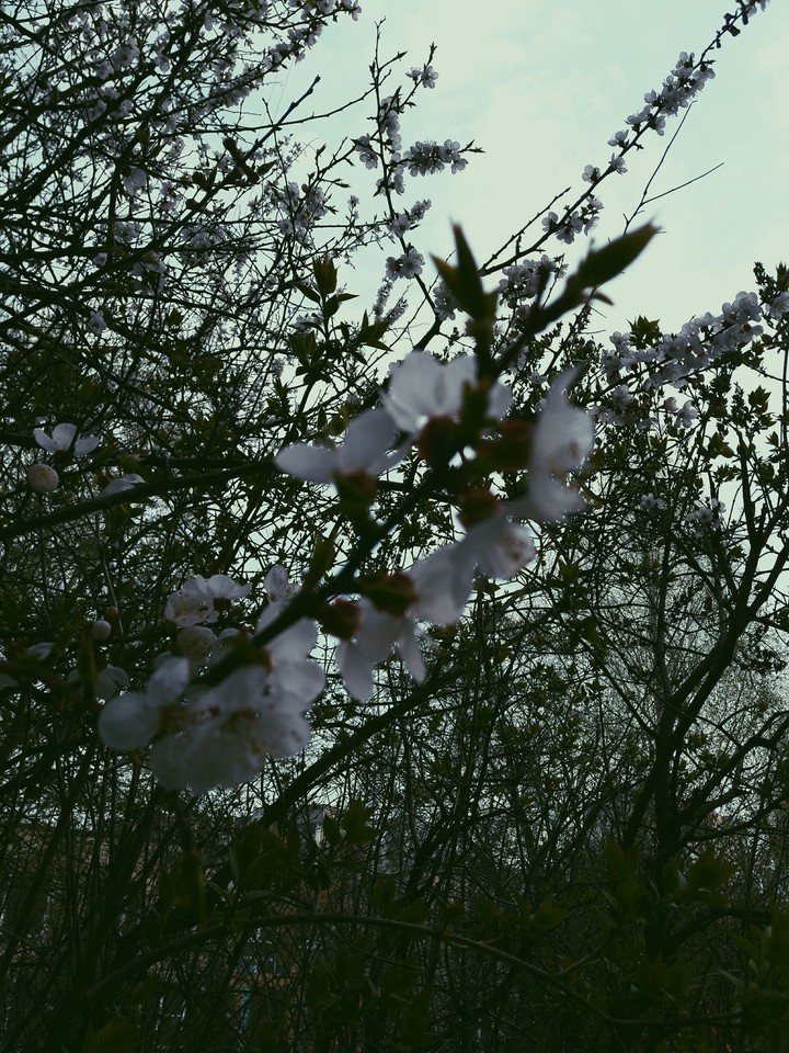 spring