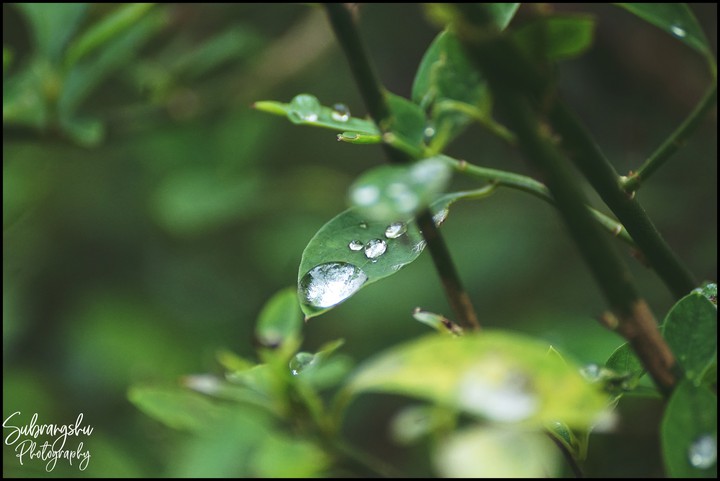 greenery