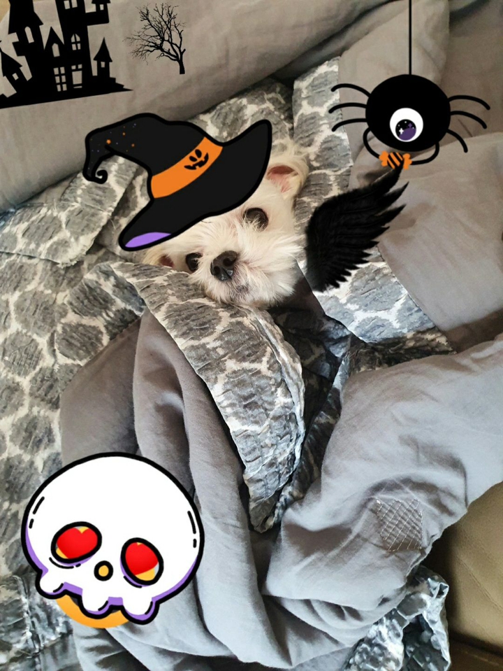 할로원 강아지