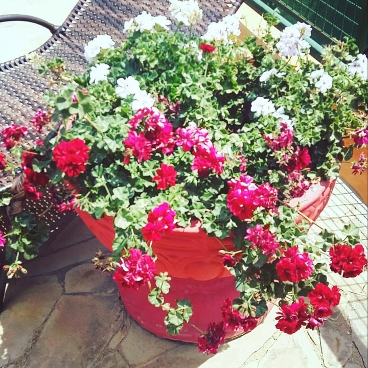 vaso de flores nas montanhas