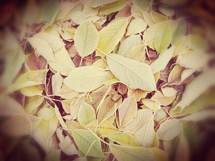 autumn