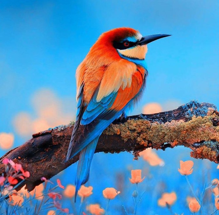 B bird