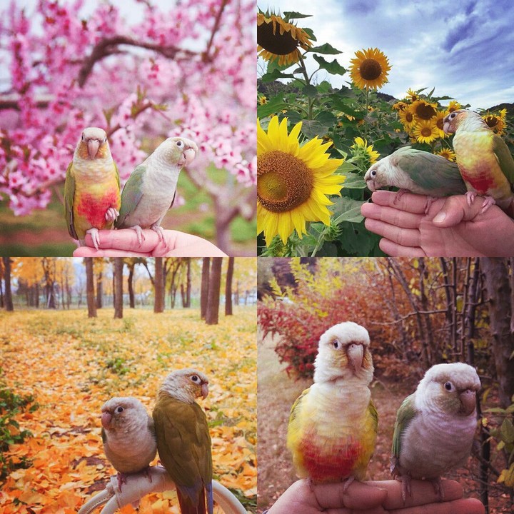 Parrots♥