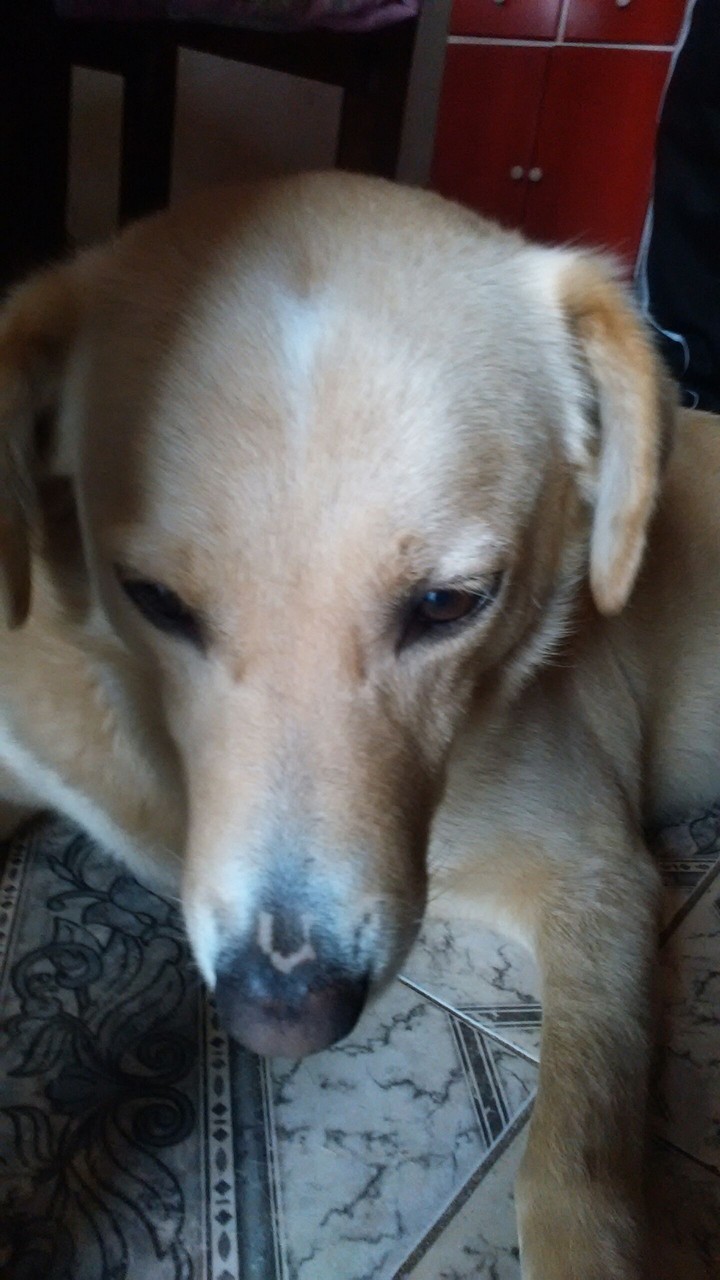 tierno