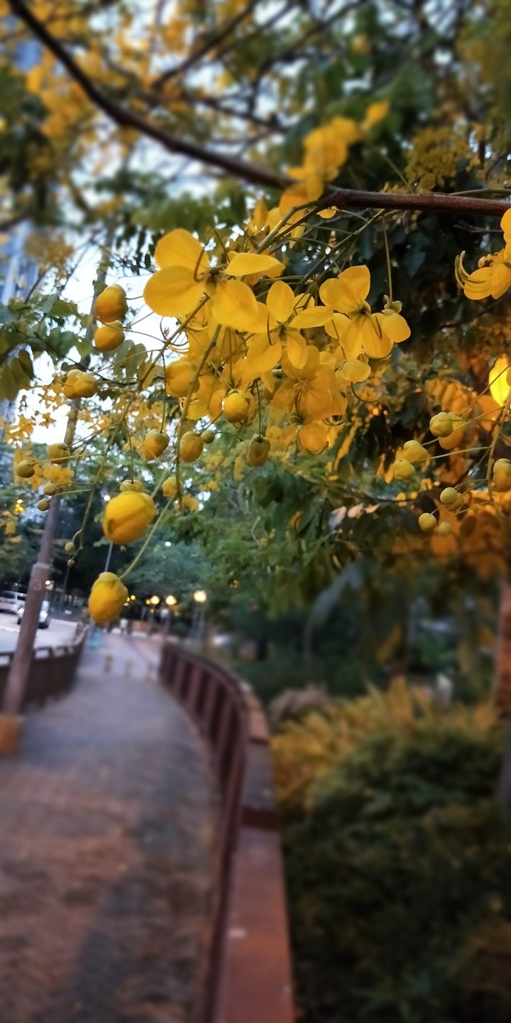 flower