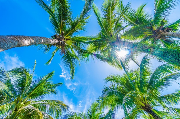 trees