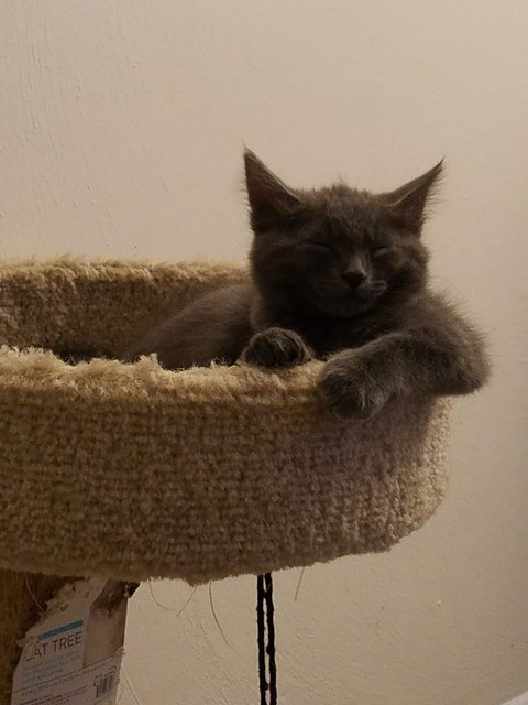 lazy mode kitten