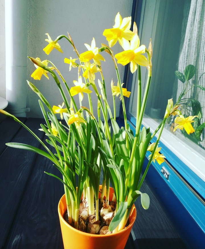Daffodil spring