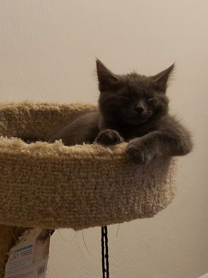 lazy mode kitten