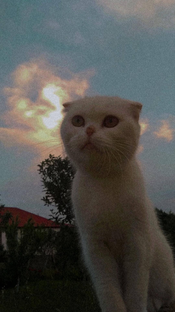 кот на рассвете