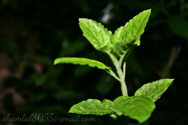 green leaf