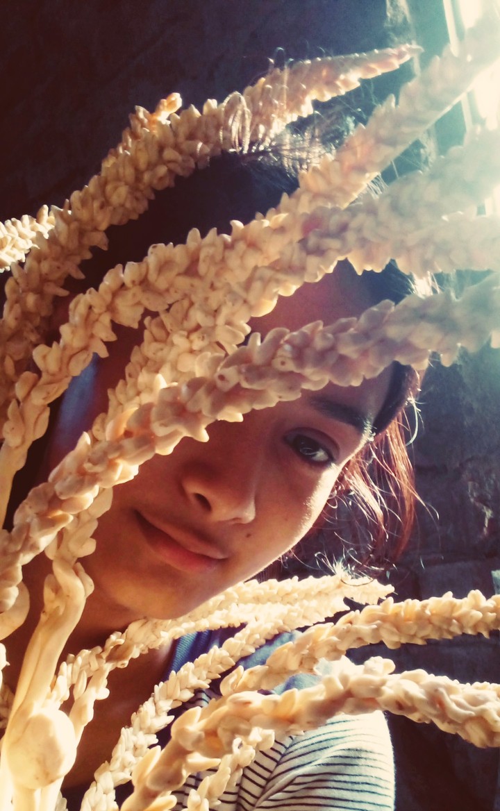 wheat2