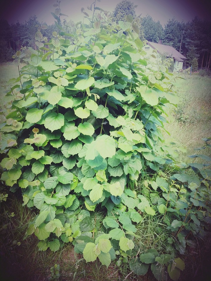 Bush