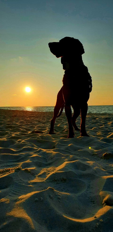 тапети light, dog