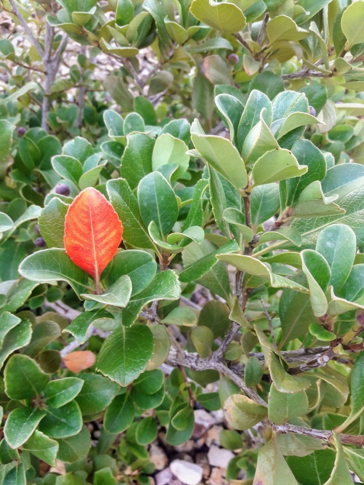 Lonely leaf.