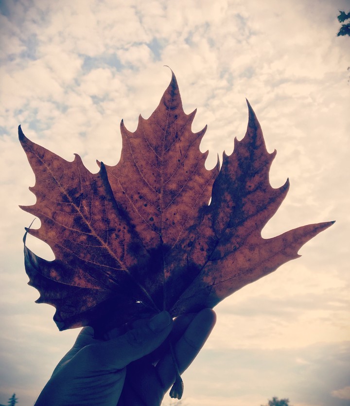 yaprak leaf