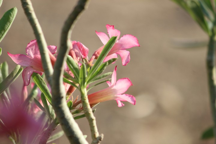Pink flower.