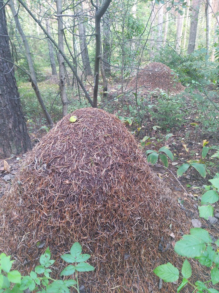 urban conglomeration of ants ...