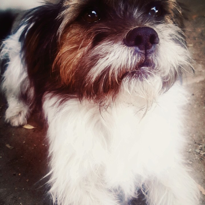 dog