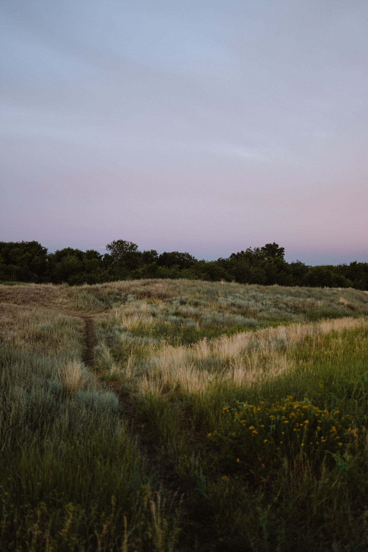 tapety vegetation, plain