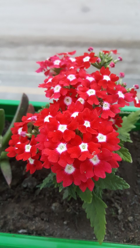 Red Flower