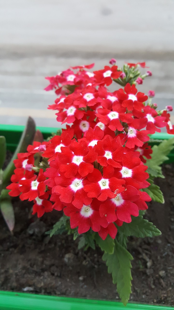 Red Flower