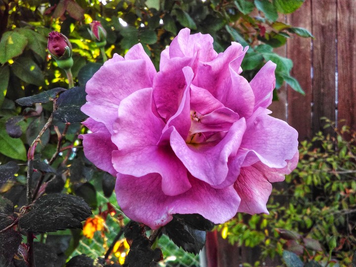Easter Flower