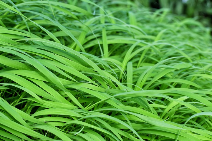 Grass